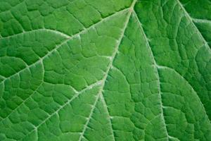 fermer la feuille. fond macro de texture de feuille verte fraîche photo