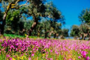 fleurs sauvages en fleurs. arrière-plan flou naturel. effet de lumière douce photo