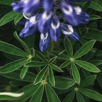 lupin bleu sauvage qui fleurit en été photo