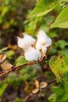fleur de coton dans le champ de fleurs de coton.comme vêtements de matière première, vêtements de mode. photo