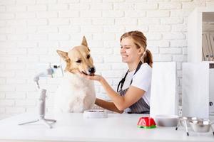 jeune femme caucasienne toiletteuse blogueuse parlant à la caméra, ayant un flux avec son chien photo