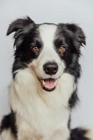 Chiot mignon chien border collie avec drôle de visage isolé sur fond blanc. mignon chien de compagnie. concept de vie animale de compagnie. photo