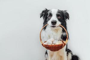 concept de joyeuses pâques. préparation des vacances. Cute puppy dog border collie holding basket avec oeufs colorés de pâques dans la bouche isolé sur fond blanc. carte de voeux de printemps. photo