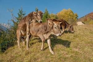 vache essayant de monter photo