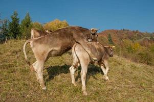 vache essayant de monter photo