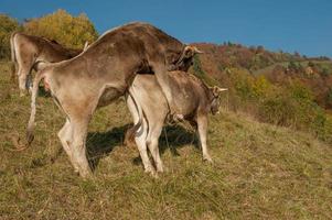 vache essayant de monter photo