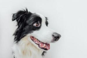 drôle de portrait en studio de mignon chiot souriant border collie isolé sur fond blanc. nouveau membre charmant de la famille petit chien regardant et attendant une récompense. concept de soins pour animaux de compagnie et d'animaux. photo