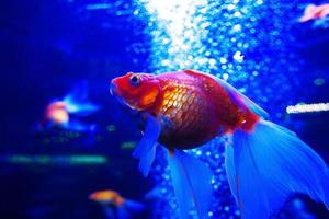 poisson rouge ryuikin plongeant sous l'eau dans un aquarium sur fond bleu photo