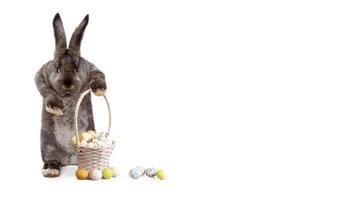 drôle de lapin de Pâques. concept de joyeuses fêtes de pâques. photo