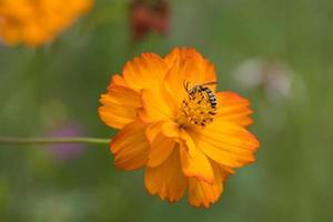 cosmos de jardin poussant et fleurissant dans un jardin en italie photo