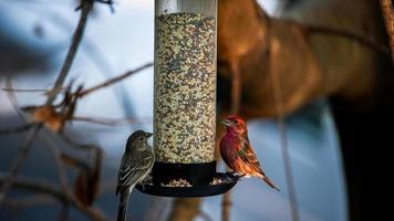 Roselin domestique ou haemaorhous mexicanus avec moineau domestique mangeant de la nourriture pour oiseaux photo