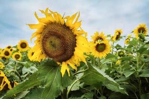 champ de tournesols en fleurs en été photo