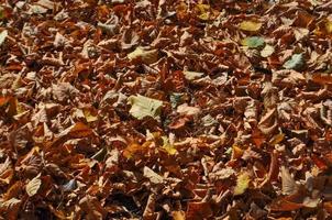fond de feuilles d'arbre d'automne photo