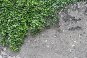 feuilles de lierre vert utiles comme arrière-plan photo