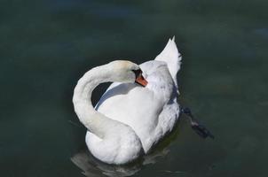 cygne oiseau animal photo