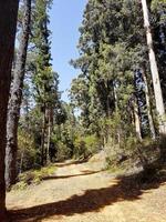 sentier de randonnée dans le parc national de tablemountain, le cap. photo