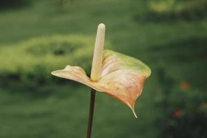 fleurs d'anthurium avec fond tropical photo