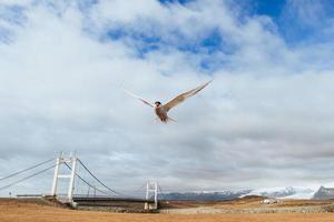 sterne arctique sur fond blanc - nuages bleus. Islande photo