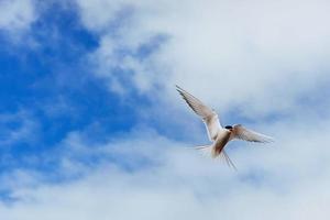 sterne arctique sur fond blanc - nuages bleus. Islande photo