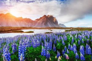 les paysages pittoresques des forêts et des montagnes d'islande photo