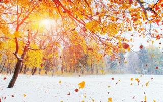 forêt de hêtres de montagne d'octobre avec la première neige d'hiver. photo