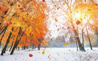 la lumière du soleil traverse les feuilles d'automne des arbres photo