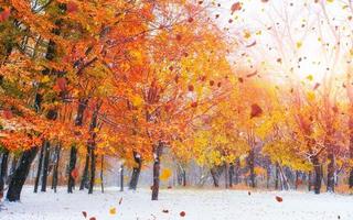 la lumière traverse les feuilles d'automne des arbres photo