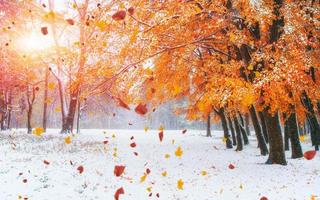 forêt de hêtres de montagne d'octobre avec la première neige d'hiver. carpates photo