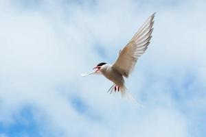 sterne arctique sur fond blanc - nuages bleus. Islande photo