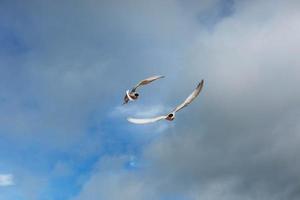 sterne arctique sur fond blanc - nuages bleus. Islande photo