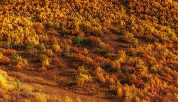 forêt en après-midi ensoleillé pendant la saison d'automne. Carpates. ukra photo