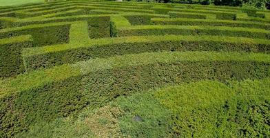 labyrinthe du jardin botanique photo
