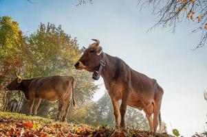 vaches au pâturage se nourrissant d'herbe photo