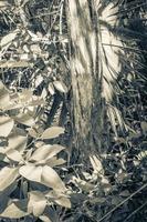 arbre scié suspendu sans tronc jungle tropicale mexique. photo