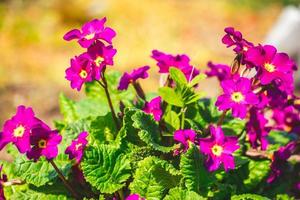 fleurs de primevère violette se bouchent. photo