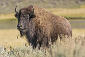 bison américain dans les plaines photo