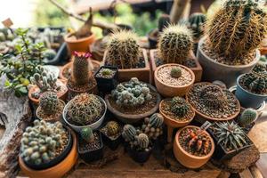 cactus dans une petite ferme à la maison