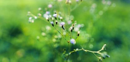 jardin d'herbe verte au printemps photo