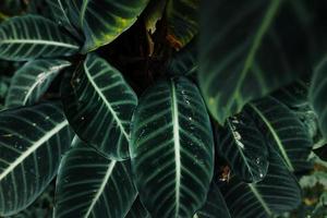 gros plan sur la nature de l'arrière-plan des feuilles tropicales photo