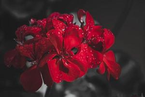 fleurs rouges après la pluie photo