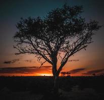 arbre au lever du soleil photo