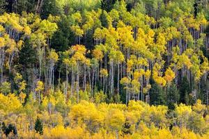 couleurs d'automne dans le wyoming photo