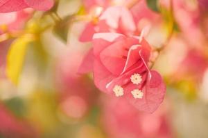 fleurs de bougainvilliers et arbre de plantes de bougainvilliers en été. fleur de couleur rose bougainvillier romantique en gros plan, feuillage nature floue. motif floral tropical photo