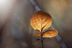 feuilles brunes des arbres en automne photo