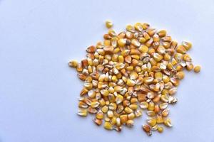 graines de maïs sur fond blanc photo