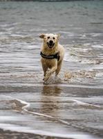 golden retriever souriant qui traverse les vagues photo