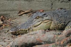 crocodile d'eau salée ou crocodile d'eau salée ou crocodile indo-australien ou crocodile mangeur d'hommes. bronzer au marais. photo