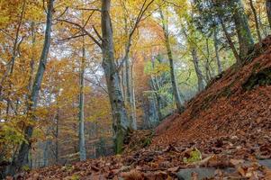 forêt enchantée aux couleurs de l'automne photo