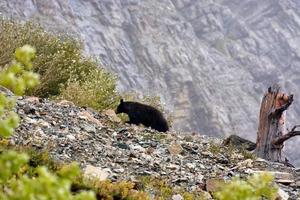 ours noir américain à flanc de montagne dans le montana photo