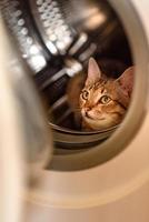 le chat est assis dans un tambour dans la machine à laver photo